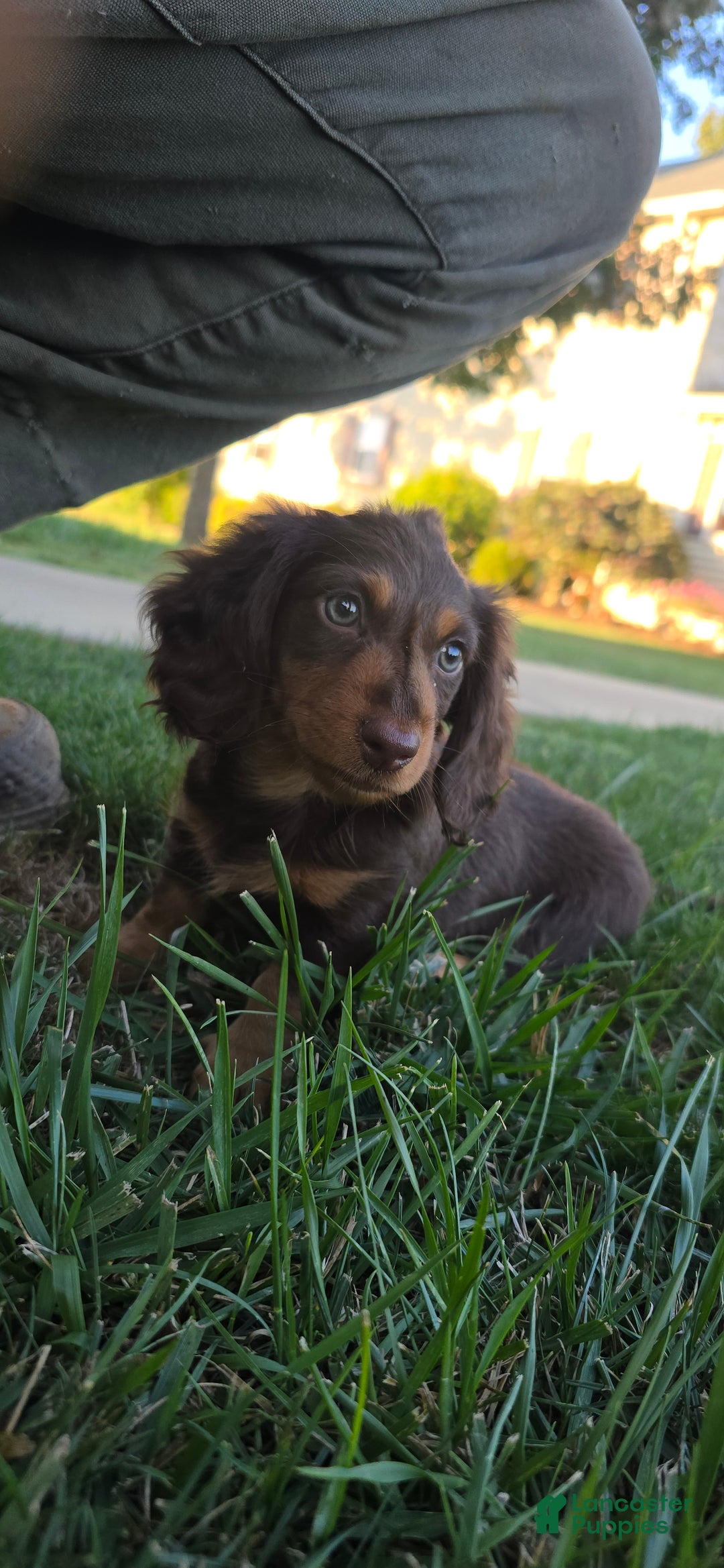 Miniature Dachshund dogs for sale: Stacy - Ad 2