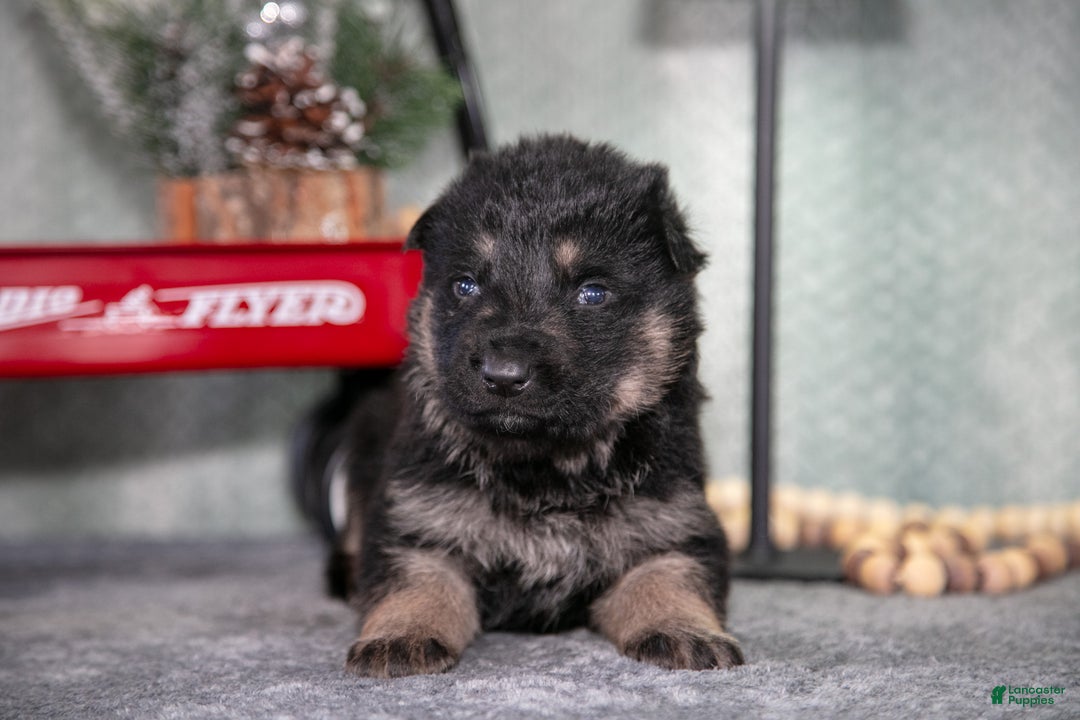 German Shepherd dogs for sale: Levi - Ad 2