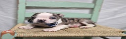 Boston Terrier dogs for sale: Chip - Ad 4