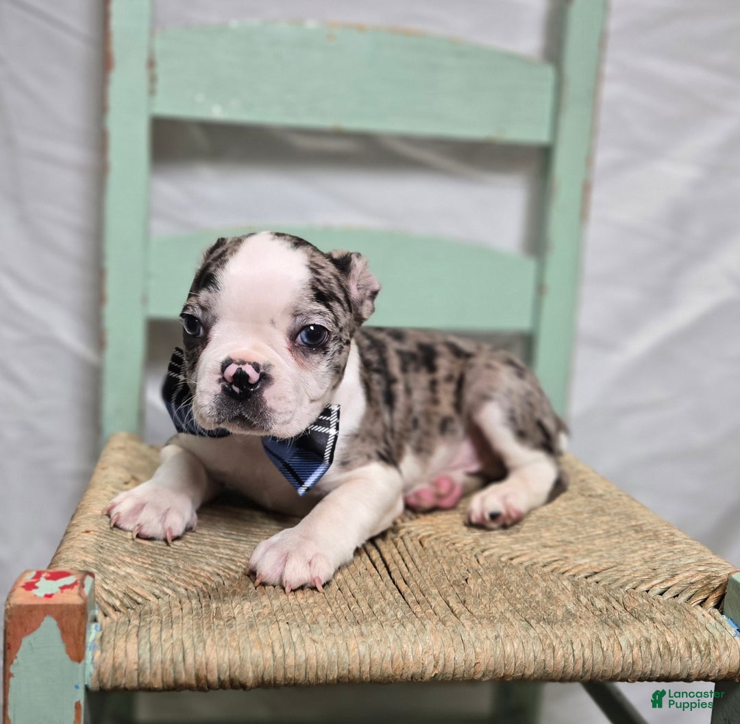 Boston Terrier dogs for sale: Chip - Ad 4