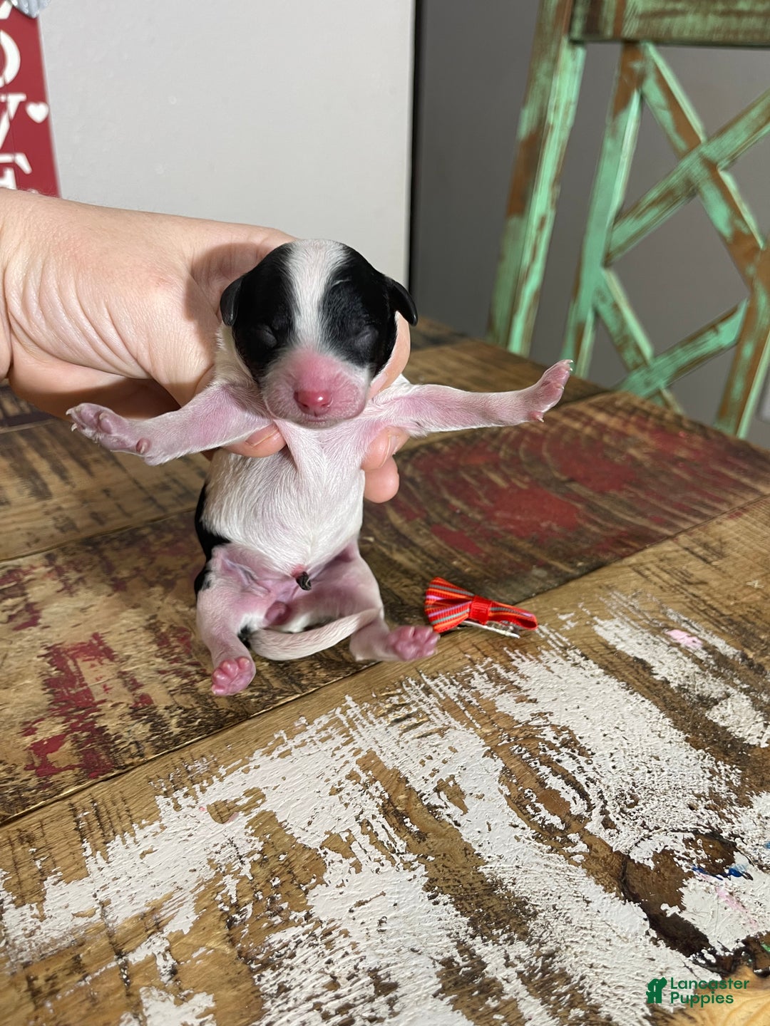 Miniature Poodle dogs for sale: Akc Clear Tri Red Bow - Ad 5