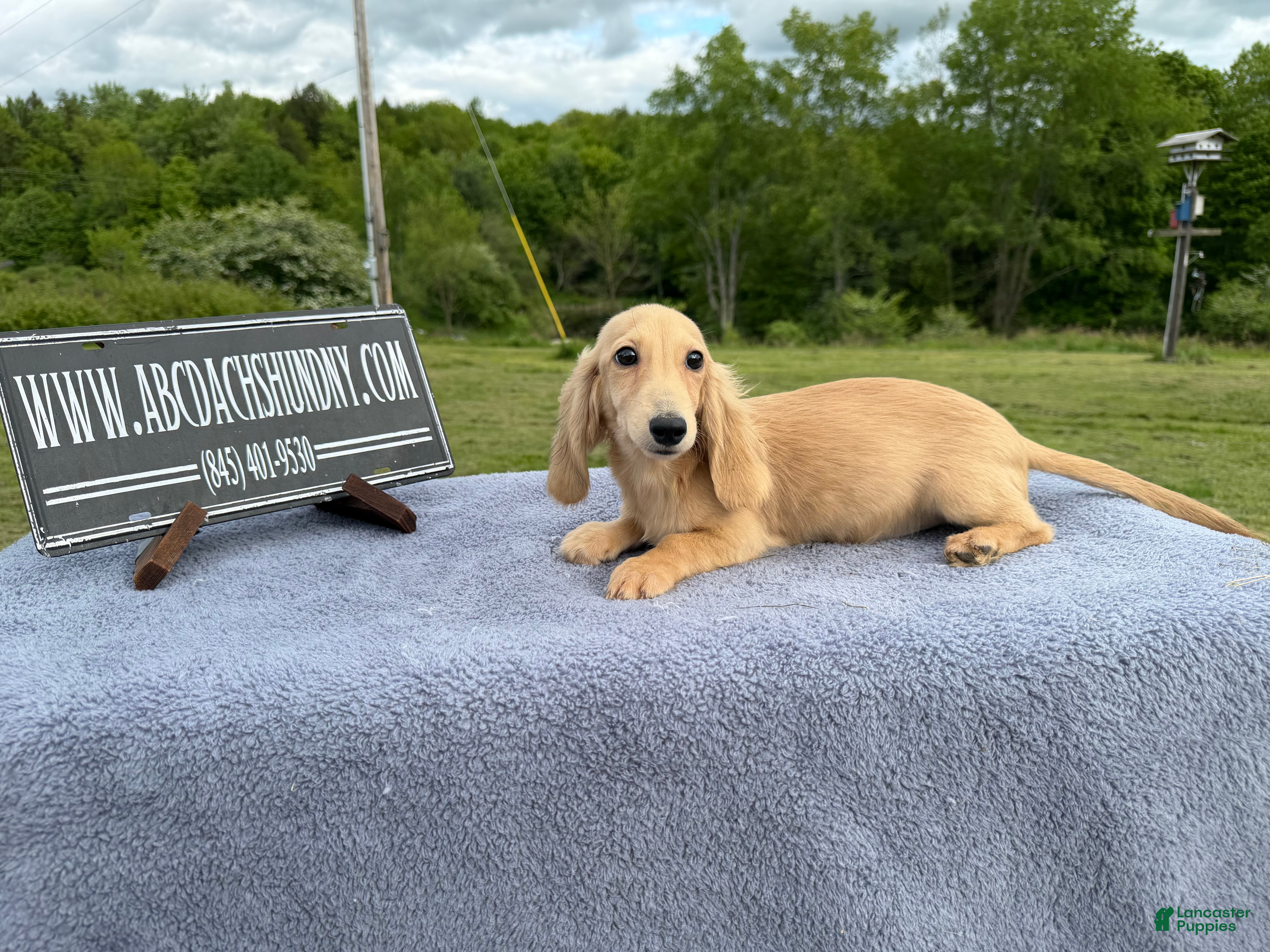 Miniature Dachshund dogs for sale: Cream - Ad 1