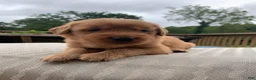 Golden Retriever dogs for sale: Indie - Ad 6