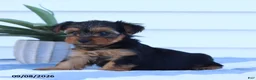 Yorkshire Terrier dogs for sale: Snickers - Ad 3