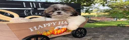 Shih Tzu dogs for sale: Queenie Shih Tzu  - Ad 10