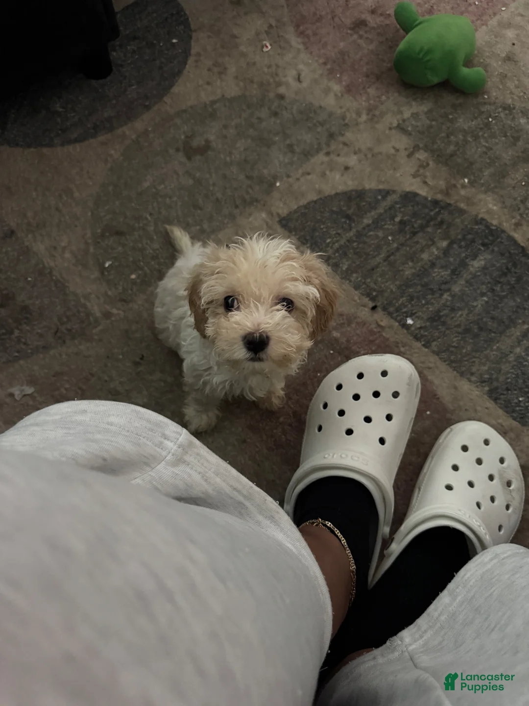 Havapoo dogs for sale: Havapoo 1 - Ad 1