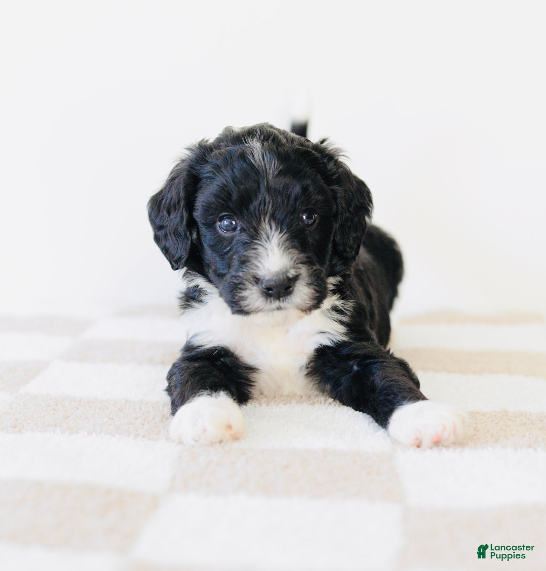 Bernedoodle dogs for sale: Knit  - Ad 5