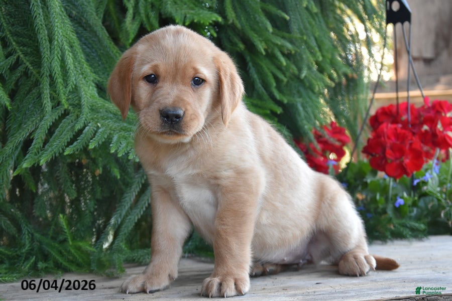 Goldador dogs for sale: Dory - Ad 2
