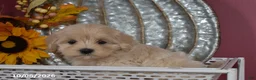 Maltipoo dogs for sale: Roy - Ad 4