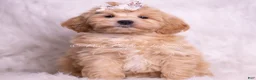 Maltipoo dogs for sale: Misha - Ad 3