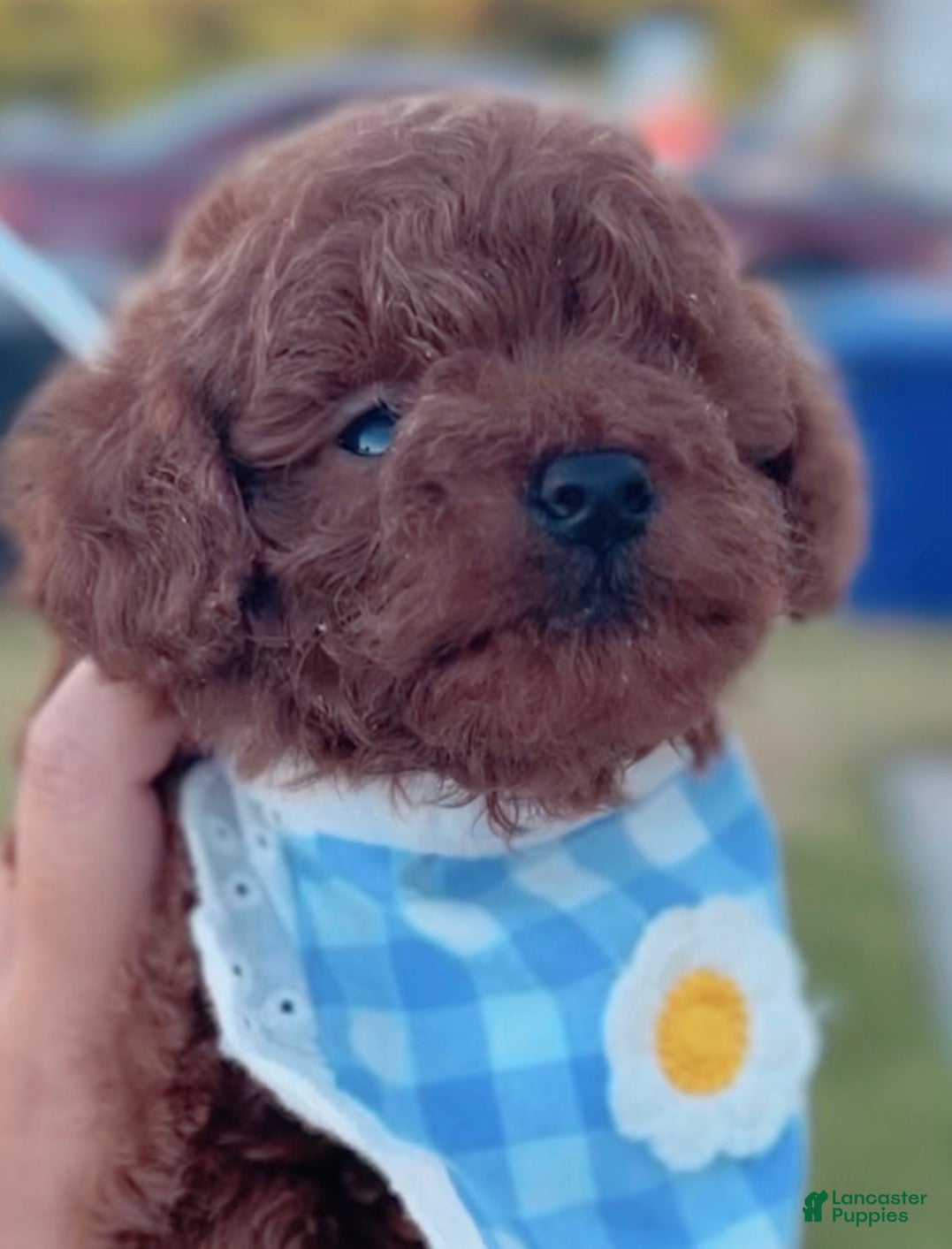 Toy Poodle dogs Toy Poodle 2 - Ad 1