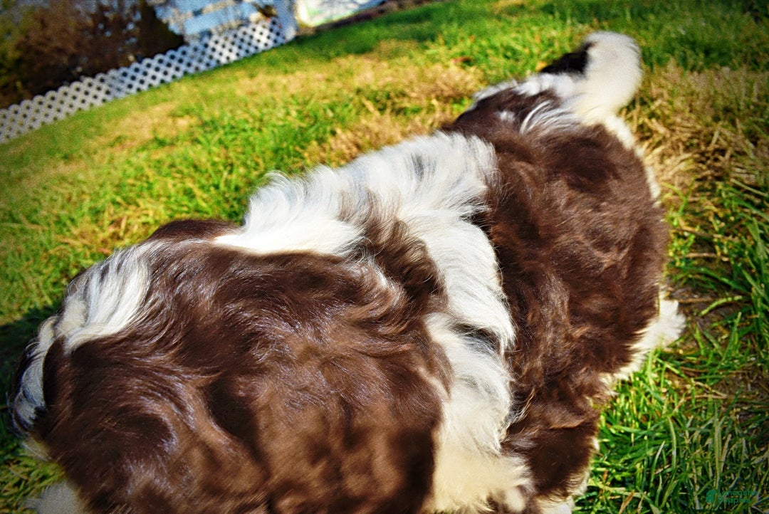 Havapoo dogs for sale: Priscilla - Ad 19