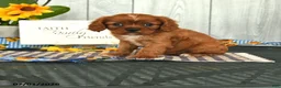 Cavalier King Charles Spaniel dogs for sale: Tommy - Ad 4