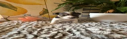 Wire Fox Terrier dogs for sale: Bonnie Hopps - Ad 3