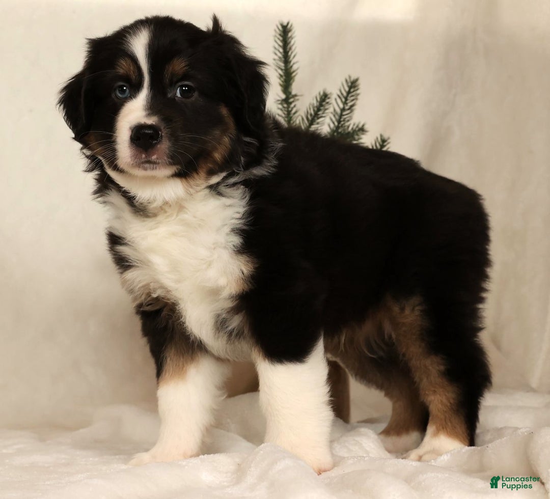 Miniature Australian Shepherd dogs for sale: Toby - Ad 1