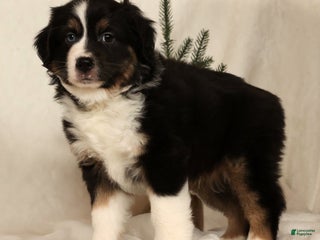 Miniature Australian Shepherd dogs Toby - Ad 22
