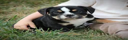 Beabull dogs for sale: Rubble - Ad 1