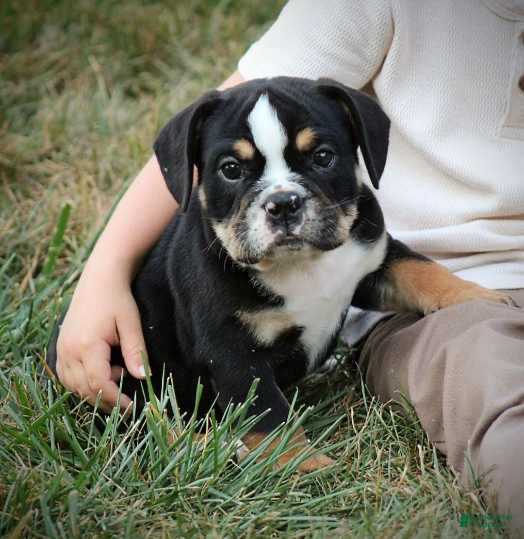 Beabull dogs for sale: Rubble - Ad 1