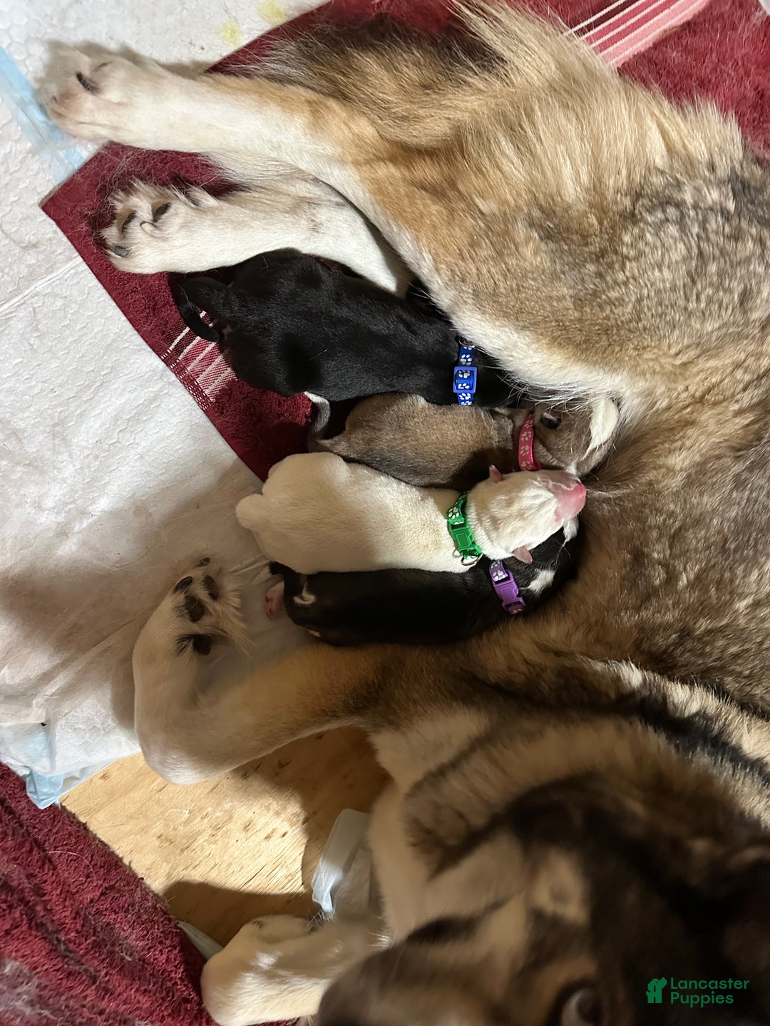 Siberian Husky dogs for sale: Ghost - Ad 12