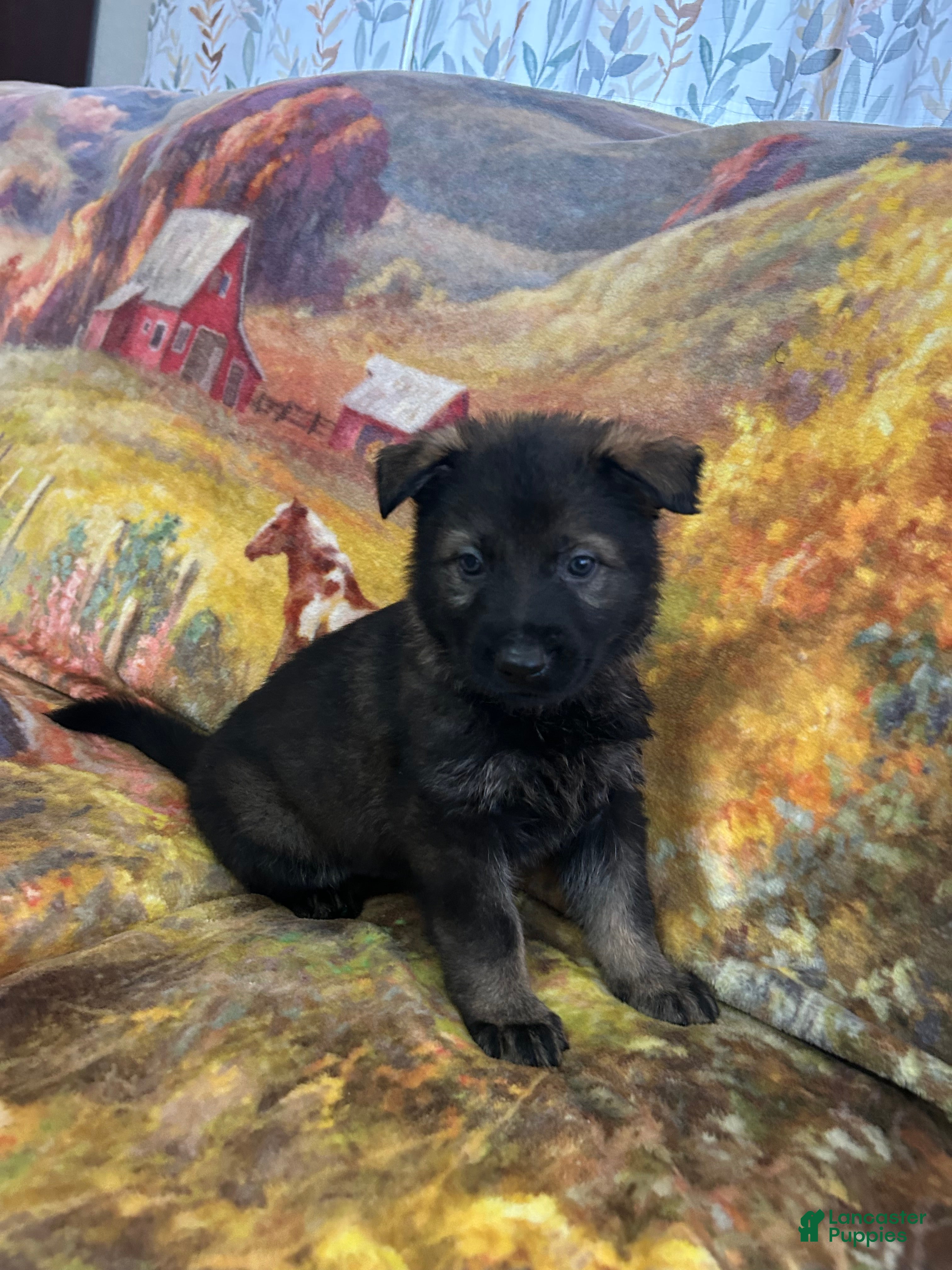 German Shepherd dogs Cody/ Willow Blue - Ad 4