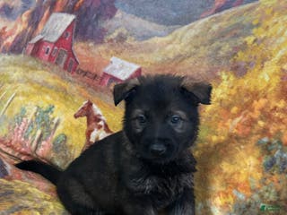 German Shepherd dogs Cody/ Willow Blue - Ad 4