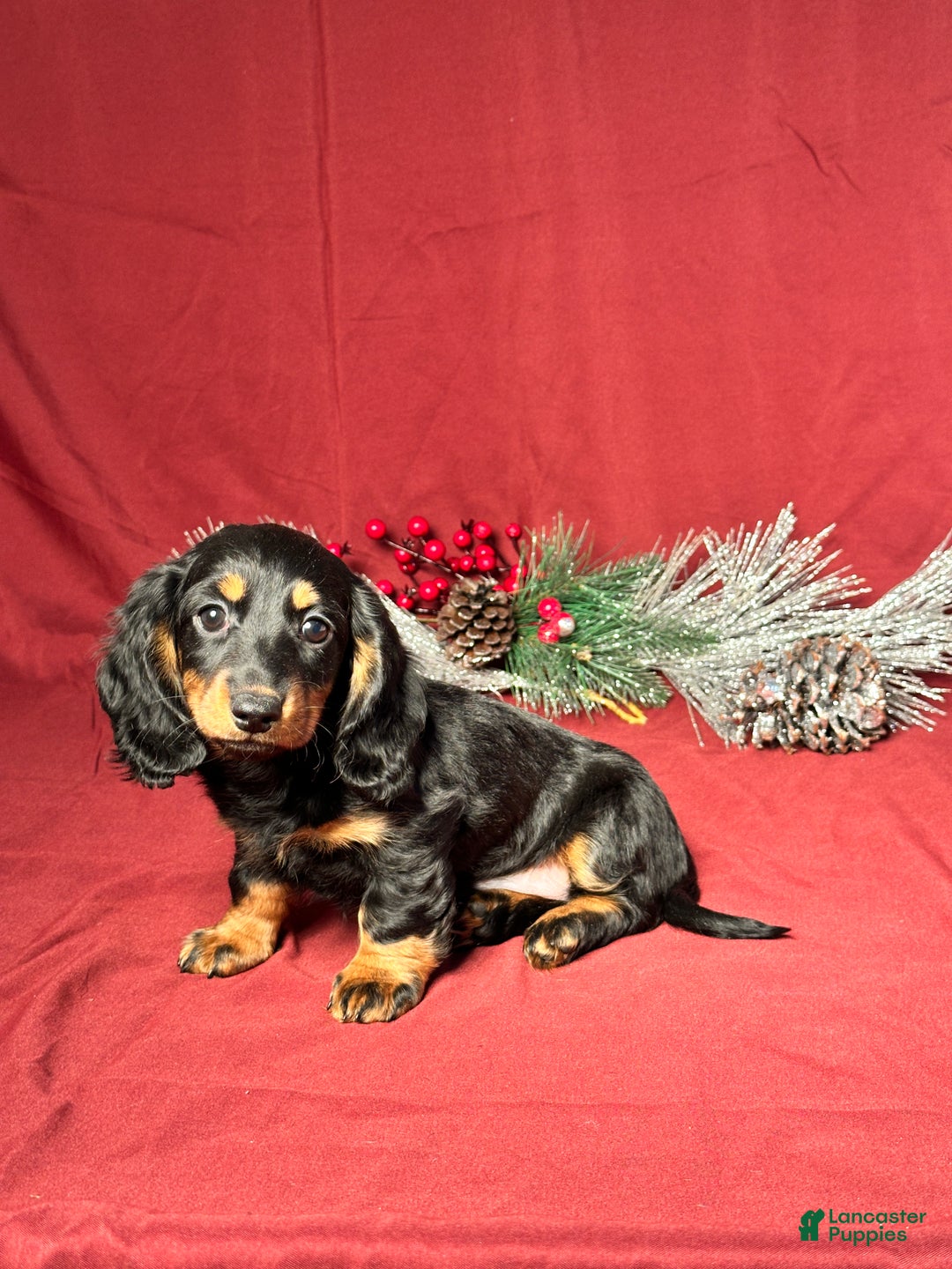 Miniature Dachshund dogs for sale: Lexi - Ad 5
