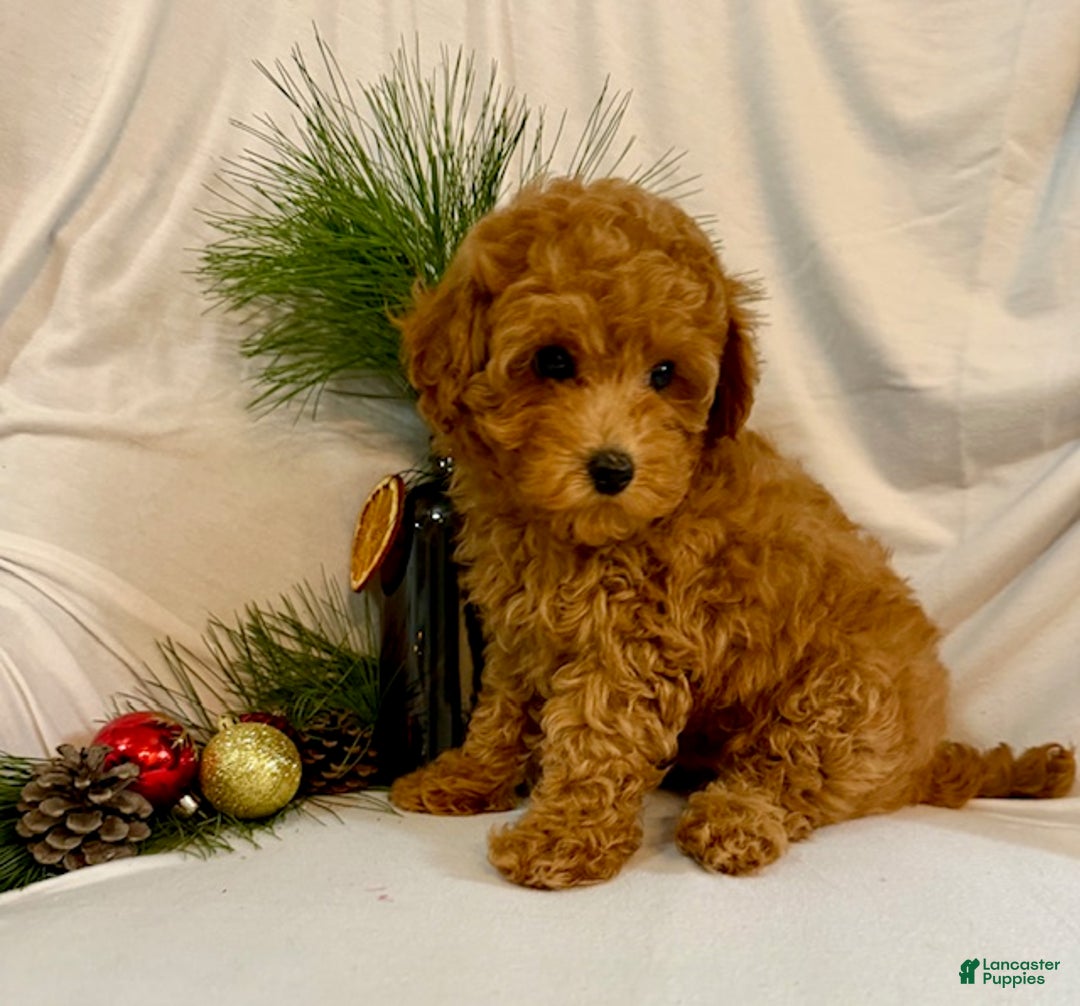 Toy Poodle dogs for sale: Grant - Ad 5