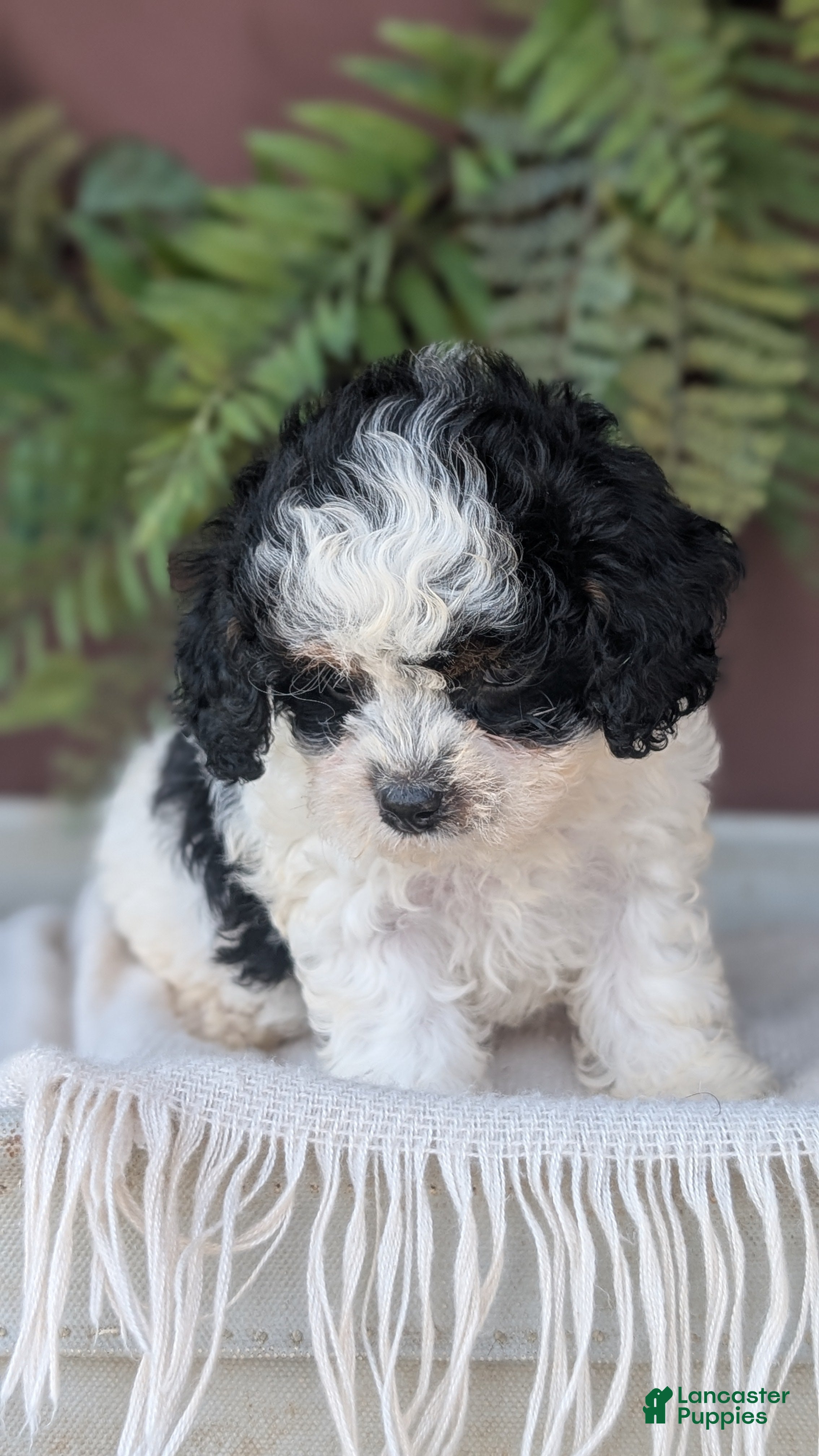 Cockapoo dogs Hazel - Ad 2