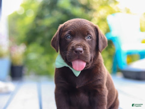 Labrador Retriever dogs Haven - Ad 1