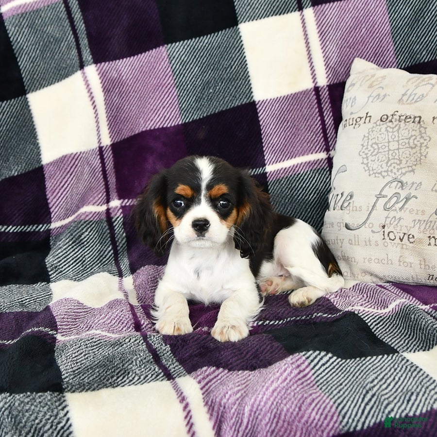 Cavalier King Charles Spaniel dogs Tyler - Ad 2