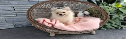 Pomeranian dogs for sale: Heilda  - Ad 5