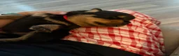 Rottweiler dogs for sale: Rottweiler 4 red collar - Ad 7