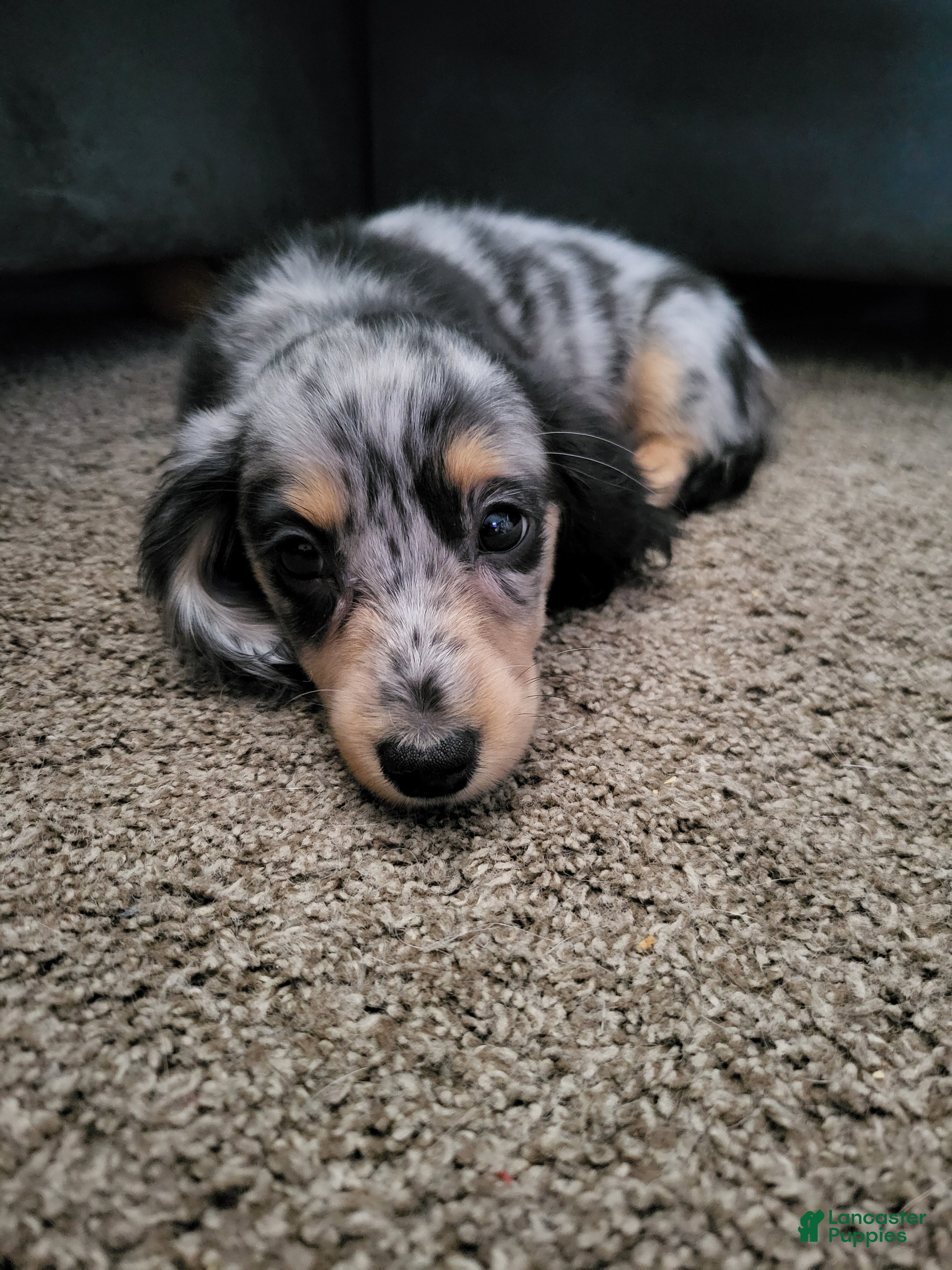 Miniature Dachshund dogs Oreo - Ad 17