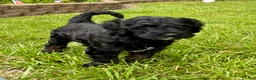 Double Doodle dogs for sale: Ryder  - Ad 2