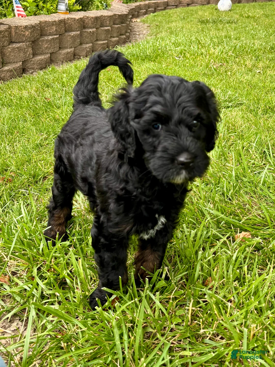 Double Doodle dogs for sale: Ryder  - Ad 2