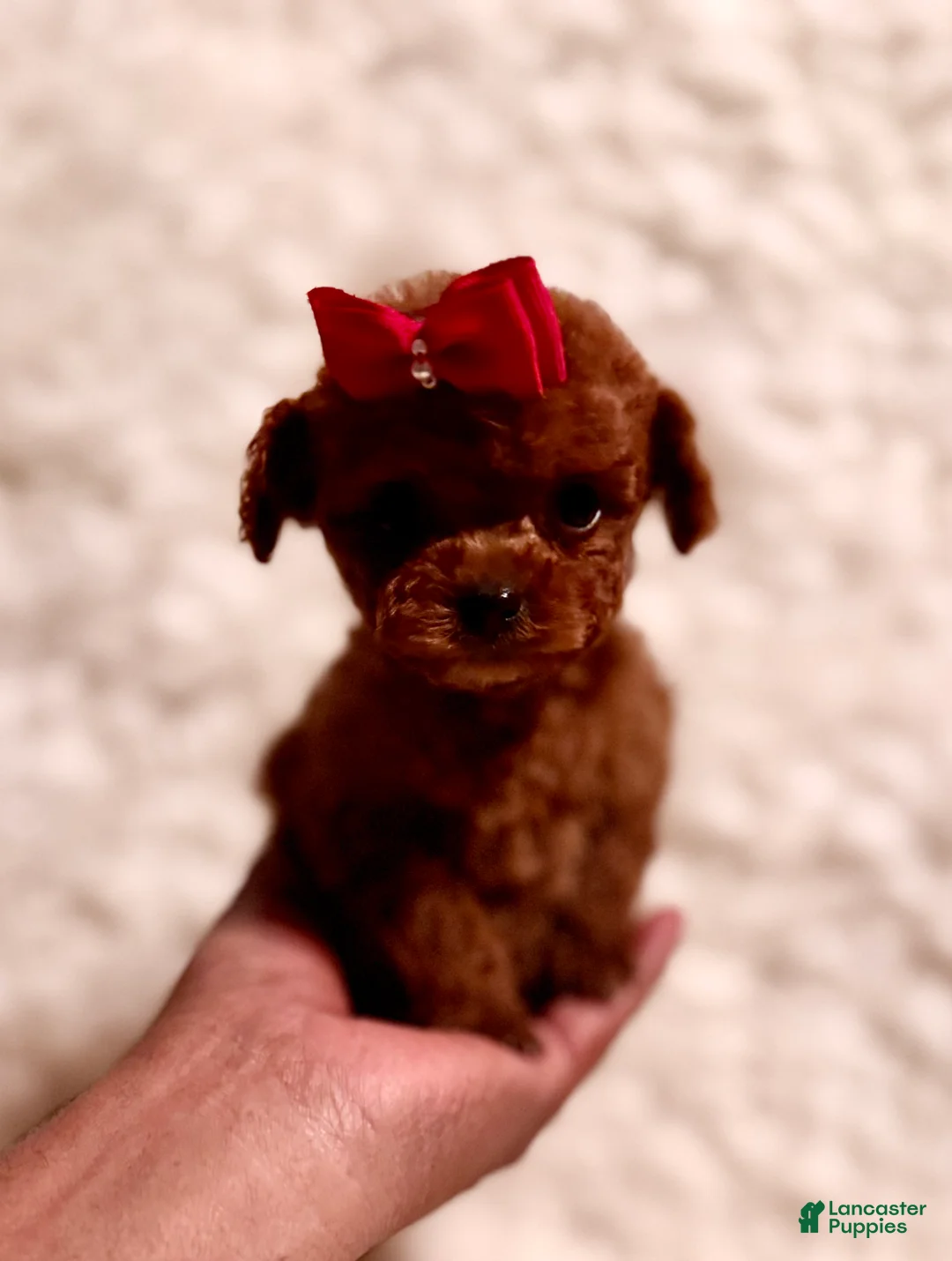 Toy Poodle dogs for sale: Zoey teacup deep red - Ad 12