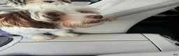 Yorkshire Terrier dogs for sale: Cookies and Cream - Ad 3