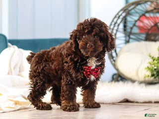 Cockapoo dogs - Ad 9