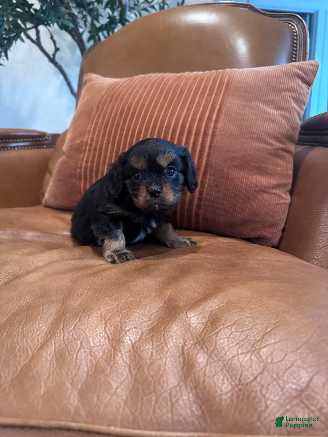 Mixed Breed dogs for sale: Mixed Breed Puppy 2 - Ad 2