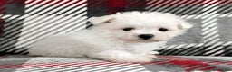 Maltese dogs for sale: Marco - Ad 5