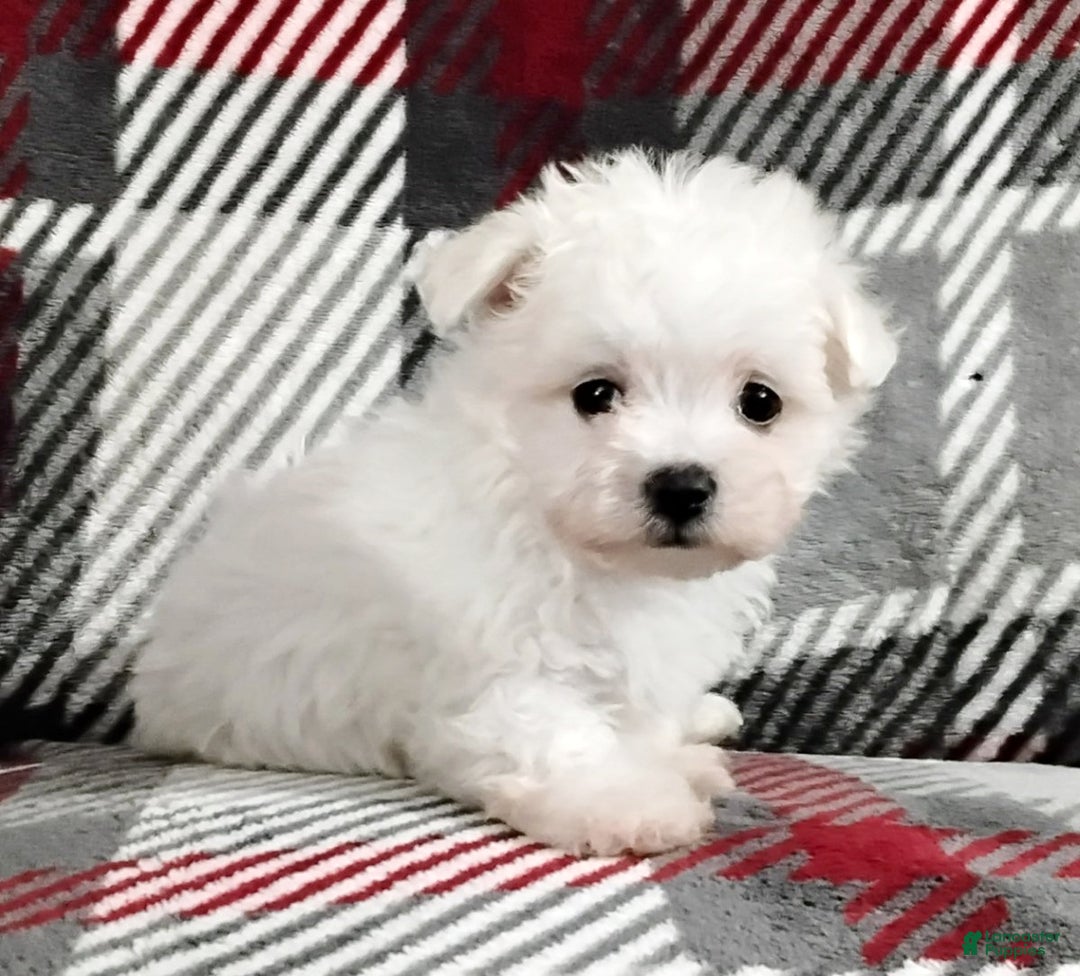 Maltese dogs for sale: Marco - Ad 5