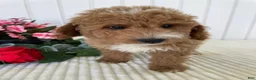 Mini Goldendoodle dogs for sale: James - Ad 4