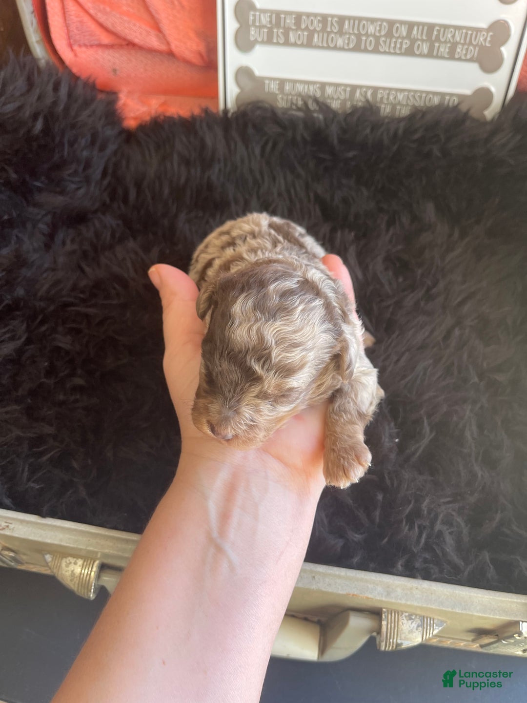Miniature Poodle dogs for sale: Miniature Poodle Puppy 1 - Ad 16