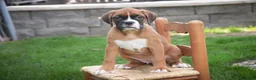 Boxer dogs for sale: Dahlia - Ad 6