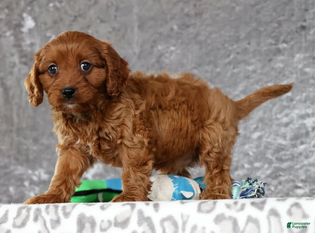 Cavapoo dogs for sale: Milo - Ad 7