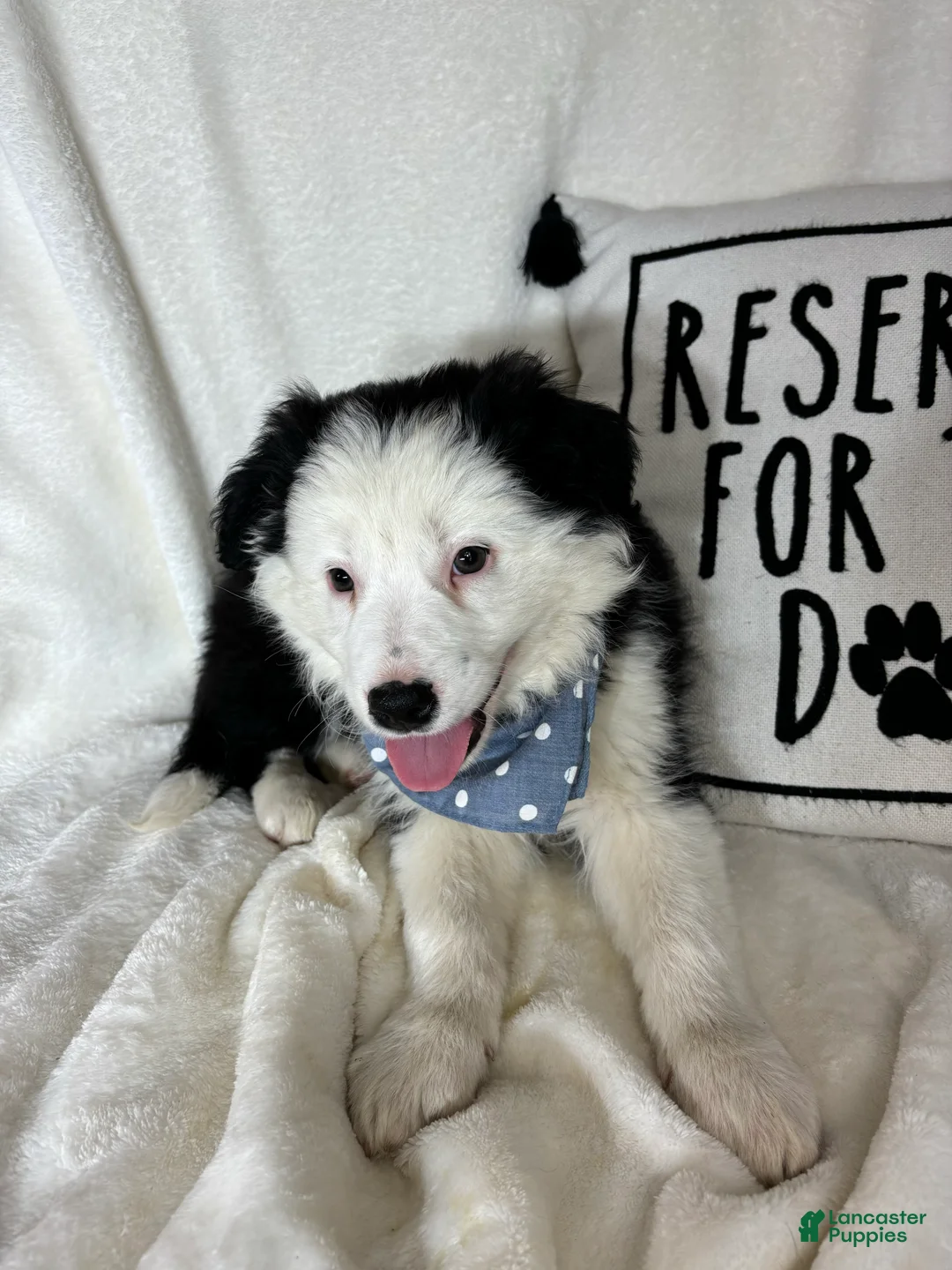 Border Collie dogs for sale: Bentley - Ad 2