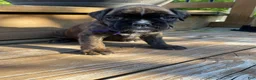 Boxer dogs for sale: Purple - Ad 1
