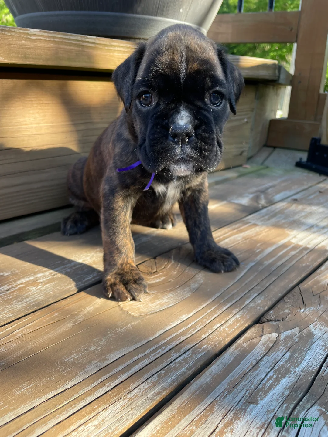 Boxer dogs for sale: Purple - Ad 1