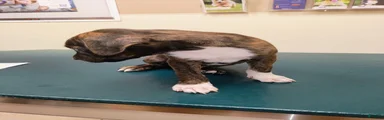 Goose 