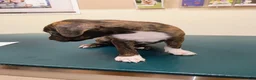 Mixed Breed dogs for sale: Goose  - Ad 1